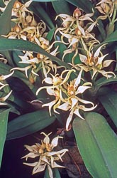 encyclia fragrans thumbnail graphic